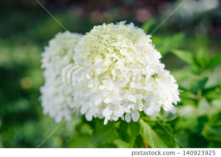 Detailed View of Little Spooky Panicle Hydrangea Bloom Detailed View of Little Spooky Panicle Hydrangea Bloom 140923925