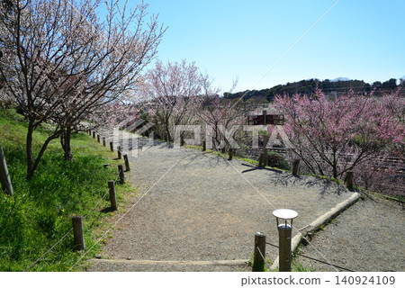 Mito Plum Blossom Festival, March 12, 2026, #120 Mito Plum Blossom Festival, March 12, 2026, #120 140924109