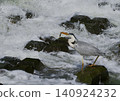 A grey heron ambushed a fish at a weir and caught it. 140924232