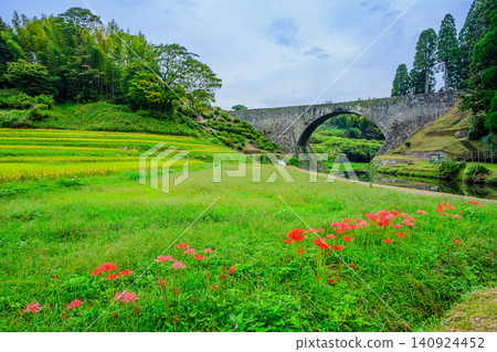 On a cloudy autumn day, the vibrant red spider lilies blooming in front of the Tsujun Bridge create a beautiful rice paddy landscape with golden terraced rice fields. 140924452