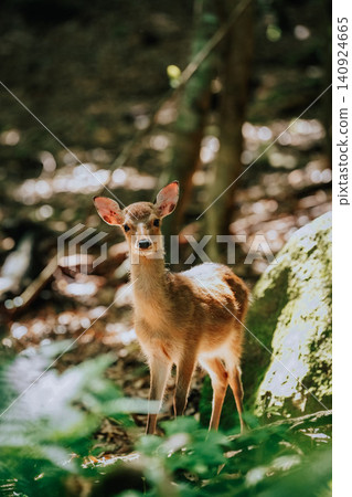 A Yakushima deer in a frontal portrait, looking directly at the camera. A Yakushima deer in a frontal portrait, looking directly at the camera. 140924665
