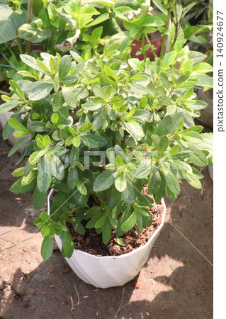 Rhododendron menziesii, Menziesia ferruginea plant on farm Rhododendron menziesii, Menziesia ferruginea plant on farm 140924677