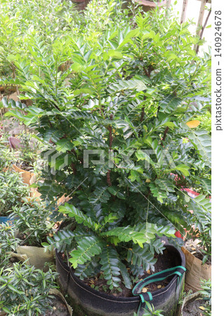 Phyllanthus buxifolius, Seligi tropical evergreen plant Phyllanthus buxifolius, Seligi tropical evergreen plant 140924678