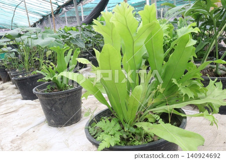 Polypodium punctatum,Hypolepis punctata leaf plant 140924692