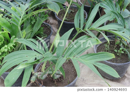 Rhaphidophora decursiva leaf plant on farm Rhaphidophora decursiva leaf plant on farm 140924693