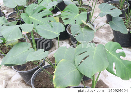 Monstera deliciosa plant on nursery for sell Monstera deliciosa plant on nursery for sell 140924694
