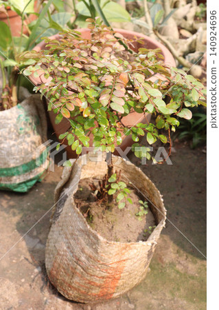 Phyllanthus cochinchinensis, Vietnam Leaf Flower, Tipsy wood plant 140924696