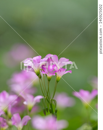 Adorable purple wood sorrel 140925002