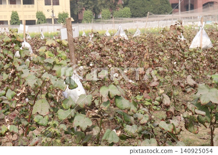peruvian pima cotton on tree in farm peruvian pima cotton on tree in farm 140925054