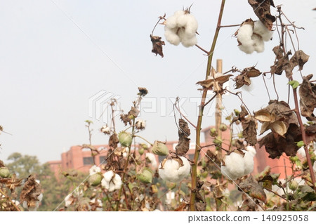 peruvian pima cotton on tree in farm peruvian pima cotton on tree in farm 140925058