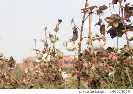 peruvian pima cotton on tree in farm peruvian pima cotton on tree in farm 140925059