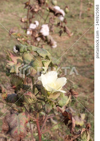 peruvian pima cotton on tree in farm 140925068