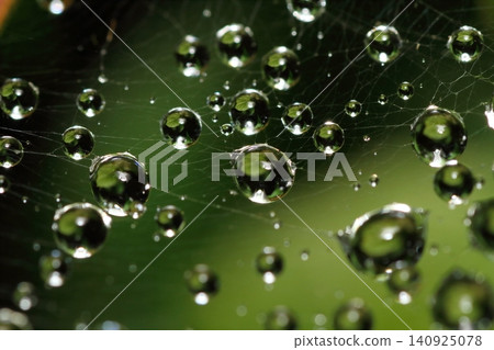 雨季期間,雨滴會附著在廢棄的舊蜘蛛網上。 雨季期間,雨滴會附著在廢棄的舊蜘蛛網上。 140925078