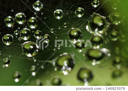 During the rainy season, raindrops of water cling to old, abandoned spiderwebs. During the rainy season, raindrops of water cling to old, abandoned spiderwebs. 140925079
