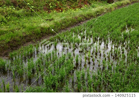 The eggs of the Japanese tree frog can be seen not only in trees but also along the paths between rice paddies. 140925115