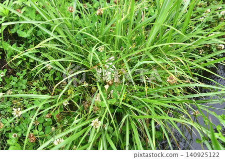 Egg mass of Japanese tree frog laid among the grass beside the waterway. Egg mass of Japanese tree frog laid among the grass beside the waterway. 140925122