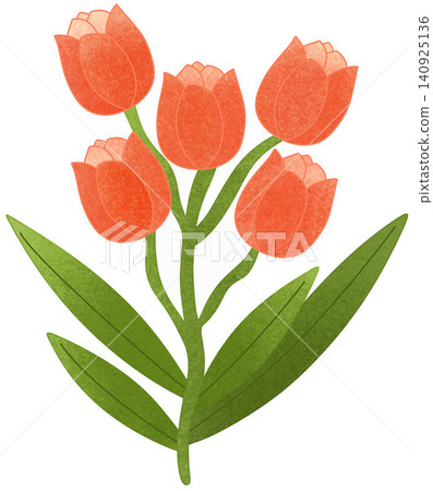 orange tulip flower orange tulip flower 140925136