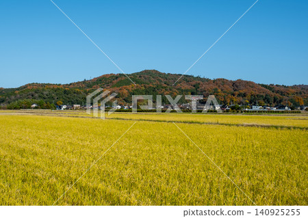 Autumn foliage at Inabayama, Kofu-cho, Tottori City, Tottori Prefecture Autumn foliage at Inabayama, Kofu-cho, Tottori City, Tottori Prefecture 140925255