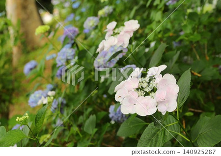 繡球花,六月,長野市 繡球花,六月,長野市 140925287