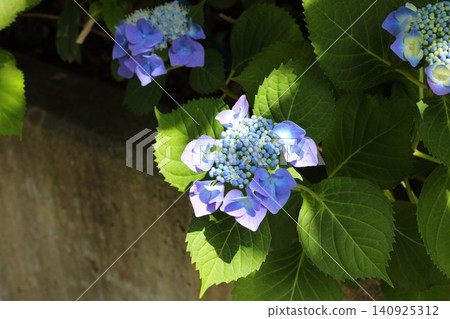 繡球花,長野市,六月 繡球花,長野市,六月 140925312