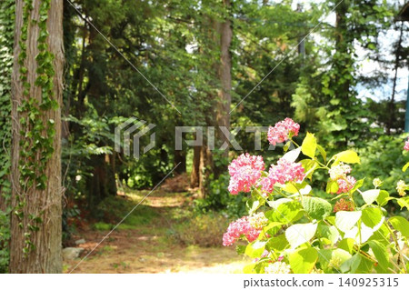 Hydrangeas, Nagano City, June Hydrangeas, Nagano City, June 140925315