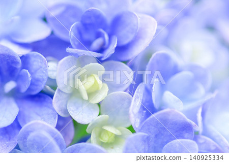 Hydrangea Hydrangea 140925334