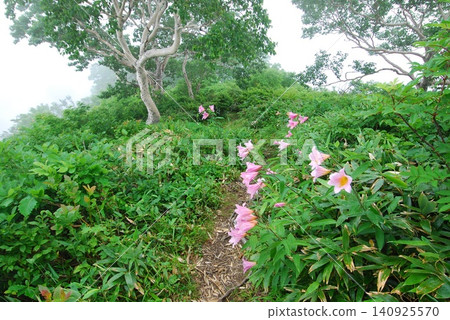 Lilium rubellum of Mt. Iide Lilium rubellum of Mt. Iide 140925570