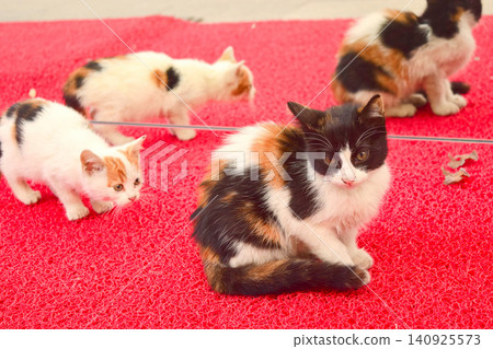 A kitten stalks its prey in front of a mirror in Istanbul. 140925573