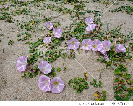 Hamahirugao blooming on a sandy beach Hamahirugao blooming on a sandy beach 140925594