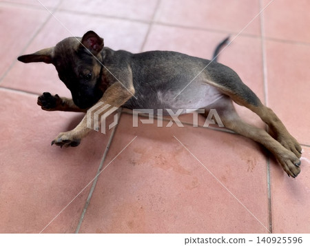 Adorable mixed-breed puppy (Pitbull and Thai Bangkaew) stretching and relaxing on a tiled floor. 140925596