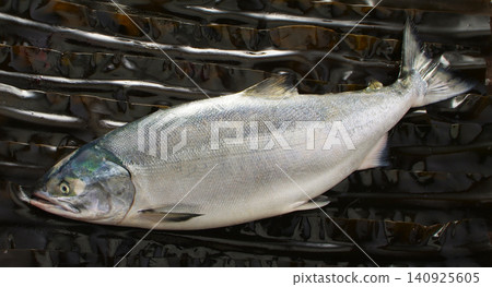 A plump, delicious autumn salmon is positioned diagonally against a background covered with true kelp. A plump, delicious autumn salmon is positioned diagonally against a background covered with true kelp. 140925605