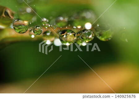 During the rainy season, raindrops of water cling to old, abandoned spiderwebs. During the rainy season, raindrops of water cling to old, abandoned spiderwebs. 140925676