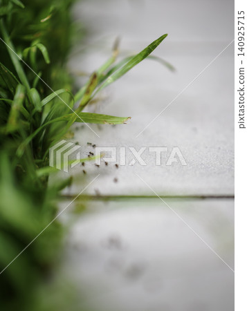 一群螞蟻排成一列,在水泥地上行進。 一群螞蟻排成一列,在水泥地上行進。 140925715