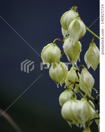Fresh white yucca (Yucca gloriosa) flowers, adorned with raindrops after the rain. Fresh white yucca (Yucca gloriosa) flowers, adorned with raindrops after the rain. 140925724