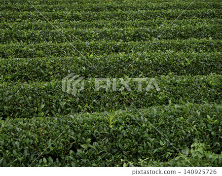 A traditional Japanese tea plantation landscape unfolds, showcasing a beautiful gradient of green. A traditional Japanese tea plantation landscape unfolds, showcasing a beautiful gradient of green. 140925726