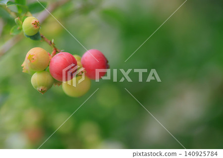 Pink Blueberry Pink Blueberry 140925784