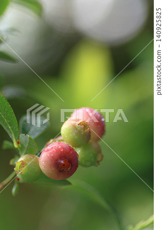 Pink Blueberry Pink Blueberry 140925825