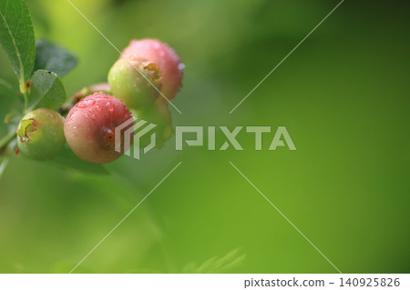 Pink Blueberry Pink Blueberry 140925826