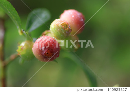 Pink Blueberry Pink Blueberry 140925827