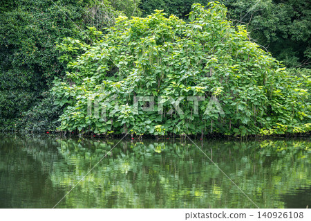 Hakenomiya Park with beautiful water that blooms during the rainy season Hakenomiya Park with beautiful water that blooms during the rainy season 140926108