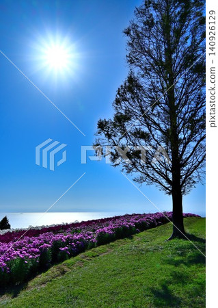 Cosmos flowers blooming on a hill overlooking the sea Cosmos flowers blooming on a hill overlooking the sea 140926129