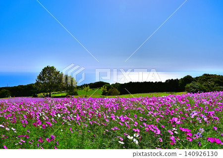 山坡上,俯瞰大海,盛開著波斯菊。 山坡上,俯瞰大海,盛開著波斯菊。 140926130
