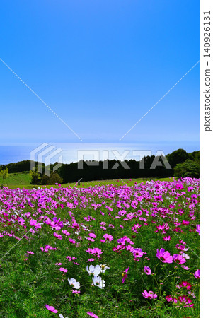 Cosmos flowers blooming on a hill overlooking the sea Cosmos flowers blooming on a hill overlooking the sea 140926131