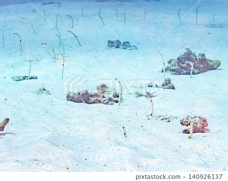 A school of garden eels. They peek out from the beautiful sandy bottom. Beautiful coral reefs and schools of tropical fish. Amuro Island, Shimajiri District, Okinawa Prefecture 140926137