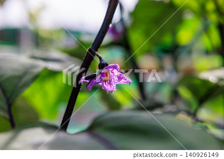 茄花:家庭花園中紫色花朵盛開的景象。 茄花:家庭花園中紫色花朵盛開的景象。 140926149