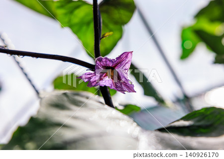 Eggplant flowers: A scene from a home garden with purple flowers in bloom. Eggplant flowers: A scene from a home garden with purple flowers in bloom. 140926170