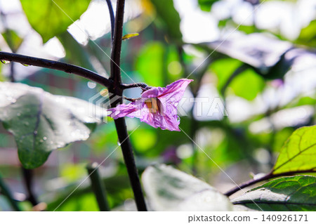 Eggplant flowers: A scene from a home garden with purple flowers in bloom. Eggplant flowers: A scene from a home garden with purple flowers in bloom. 140926171