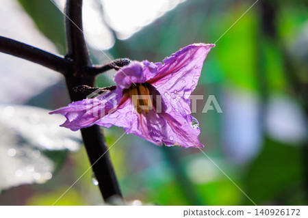 Eggplant flowers: A scene from a home garden with purple flowers in bloom. Eggplant flowers: A scene from a home garden with purple flowers in bloom. 140926172