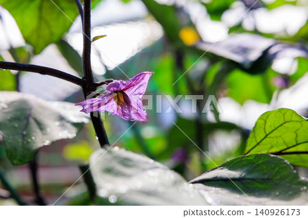Eggplant flowers: A scene from a home garden with purple flowers in bloom. Eggplant flowers: A scene from a home garden with purple flowers in bloom. 140926173