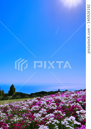 山坡上,俯瞰大海,盛開著波斯菊。 山坡上,俯瞰大海,盛開著波斯菊。 140926192
